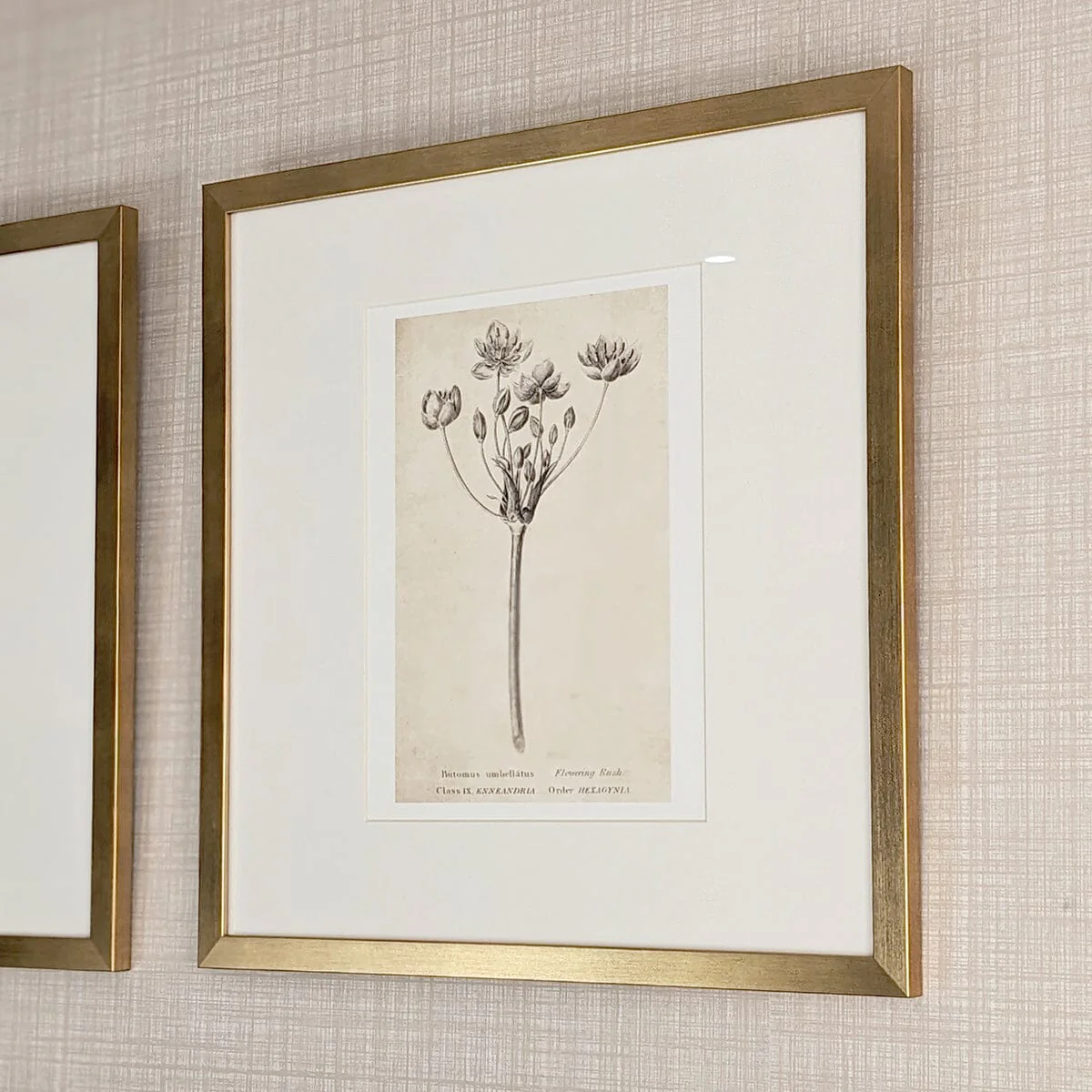 Diana Gold Framed Neutral Flower Wall Art - II